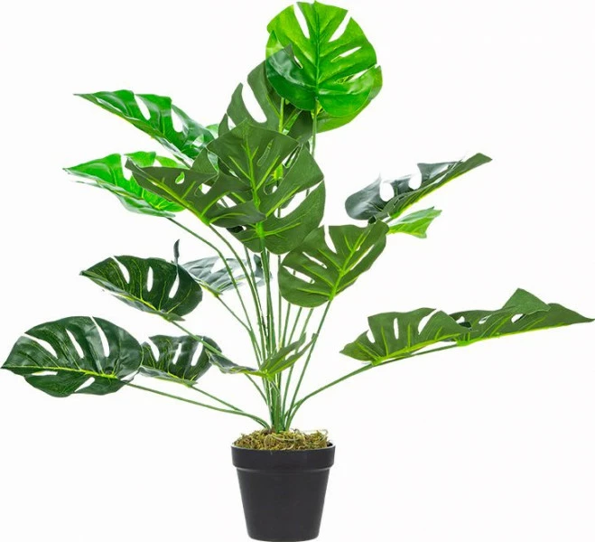 Roślina Tasso monstera 65