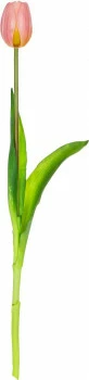 Tulipan Florino 92 (jasny róż) 